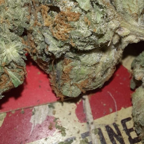 OG Diesel Kush photo review