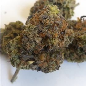 Black Tuna Kush photo review