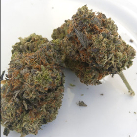 Black Tuna Kush photo review